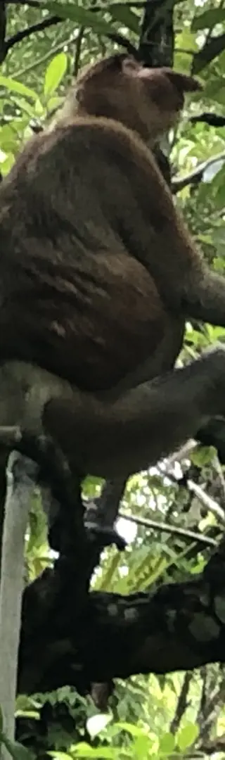 Die berühmten Langnasenaffen